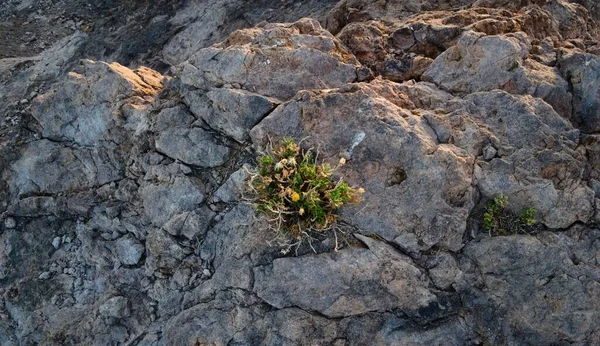 Рослина Пустелі Росте Скелястому Схилі Поблизу Успалати Мендоса Аргентина — стокове фото