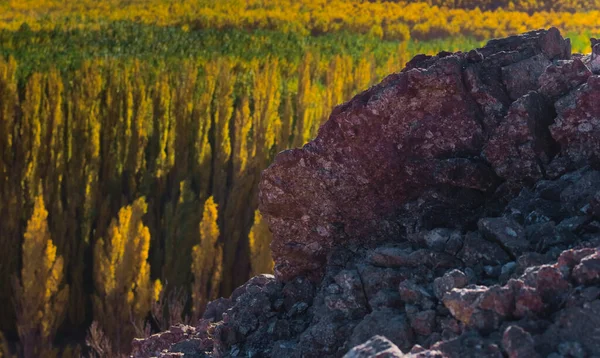 Жорстка Посушлива Місцевість Тополя Долині Успалата Провінція Мендоса Аргентина — стокове фото