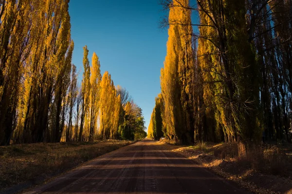 Dirt road lined by yellow poplar trees on an autumn afternoon in Uspallata, province of Mendoza, Argentina.