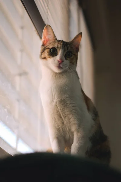 Retrato Lindo Gatito Tabby Primer Plano Ángulo Bajo — Foto de Stock