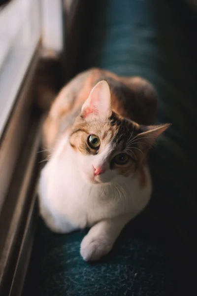 호기심의 표정으로 카메라를 바라보고 귀여운 고양이의 스톡 사진