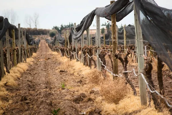 Vineyard rows after winter pruning in Tupungato, Mendoza, Argentina.