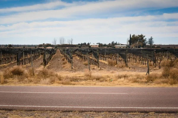 Wijngaarden Tupungato Mendoza Argentinië — Stockfoto