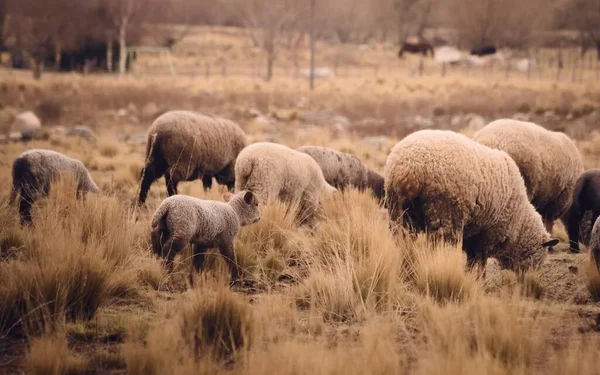 Sheep Grazing Dry Grassland Tupungato Mendoza Argentina — Stock Photo, Image