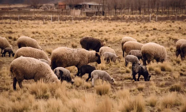 アルゼンチン メンドーサ州トゥプンガトの乾燥草原で羊の放牧 — ストック写真