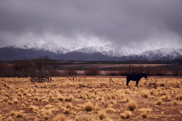 雪に覆われたアンデス山脈に対するアルゼンチンのメンドーサ州トゥプンガトの牧場で一頭の馬 — ストック写真