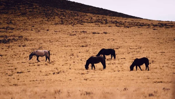 暗い曇りの日に アルゼンチンのメンドーサ州ヴァレ ウコの乾燥草原で馬の放牧 — ストック写真