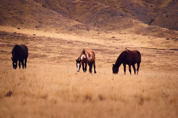 Cavalos Pastando Uma Pastagem Seca Valle Uco Mendoza Argentina Dia — Fotografia de Stock