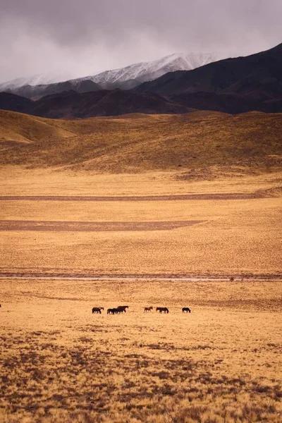 アルゼンチンのメンドーサ州ヴァレ ウコの雪のアンデス山脈による乾燥した草原での馬の放牧暗い曇りの日 — ストック写真