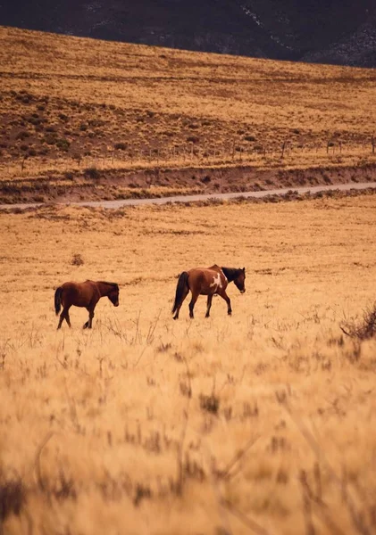 バルデウコ メンドーサ アルゼンチンの乾燥した冷たい草原を歩く無料のローミング馬 — ストック写真