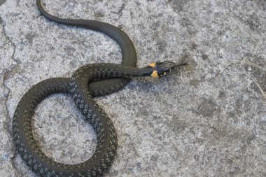 Bir çim yılanı (Natrix natrix) doğal ortamında bir döngü içinde yerde yatar. Yakın plan..