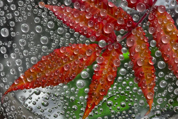 Transparent drops of autumn rain are located against the gray-green background with red leaves. Abstract fantasy.