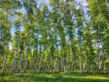 İnce Btula huş ağaçları açık güneşli bir günde yeşil çimenlerin ve mavi gökyüzünün zemininde yetişir..