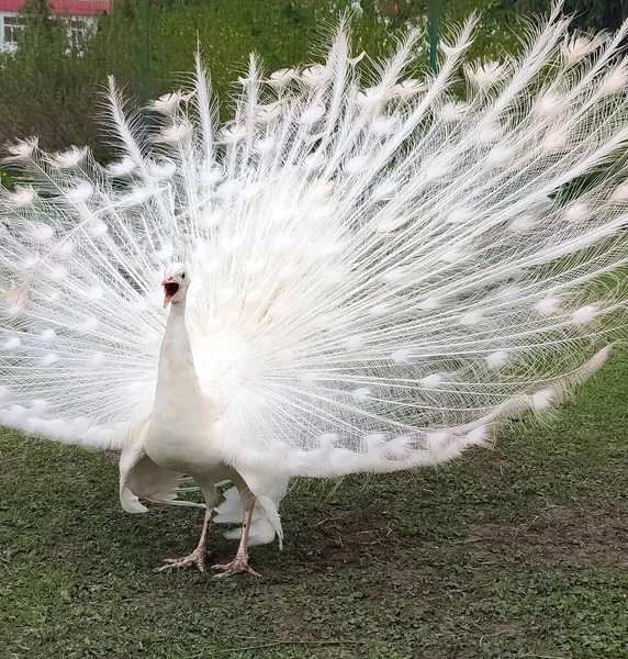 Male white peacock Pavo cristatus mut. spread his tail and screams loudly in front of the female in the park on a summer day. Close-up.