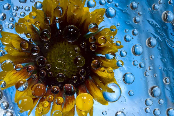 Gotas Chuva Transparentes Fluem Flor Amarela Contra Fundo Azul Renderização — Fotografia de Stock