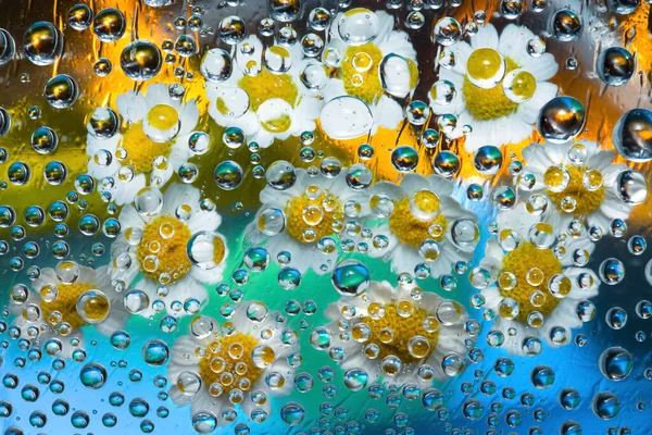 Transparent Water Droplets Falling Golden Blue Background Yellow White Flowers — Stock Photo, Image