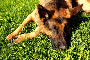 Yazın Alman çoban köpeği. Köpek çimlerin üzerinde dinleniyor..