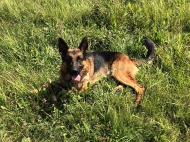 Yazın Alman çoban köpeği. Köpek çimlerin üzerinde dinleniyor..