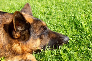 Alman kurdu. Köpek güneşli bir günde çimlerin üzerinde dinleniyor..