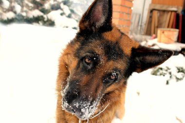2021 kışında karda oynayan bir Alman çoban köpeğinin fotoğrafı..