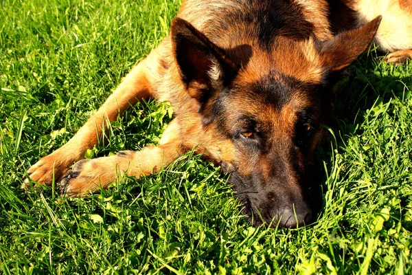 Yazın Alman çoban köpeği. Köpek çimlerin üzerinde dinleniyor..