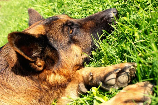 Alman kurdu. Köpek güneşli bir günde çimlerin üzerinde dinleniyor..