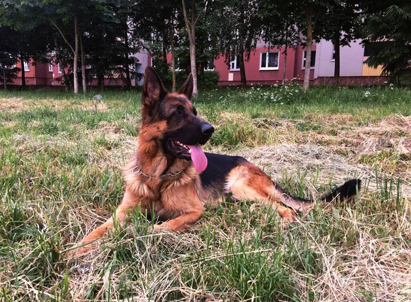 Duitse Herder Jonge Hond Kleur Met Zwarte Ogen — Stockfoto