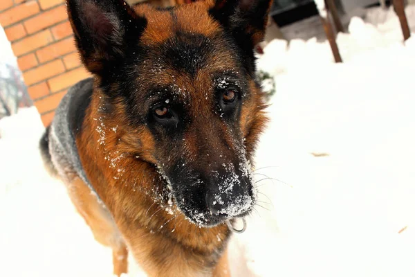 雪の中で遊ぶドイツの羊飼いの犬の写真 冬2021 — ストック写真