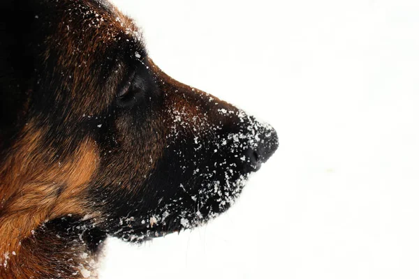 2021 Kışında Karda Oynayan Bir Alman Çoban Köpeğinin Fotoğrafı — Stok fotoğraf