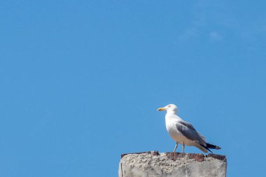 Martılar sahil kasabasının sokaklarında