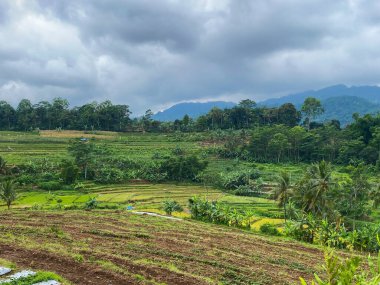 Güzel yeşil pirinç tarlası. Dağları ve arka planda yumuşak bulutları var.