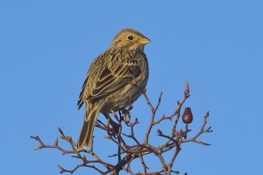 Mısır kiraz kuşu miliaria calandra kapatmak