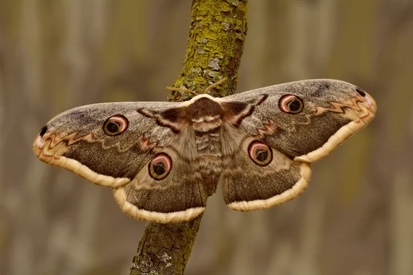 Female of Giant Peacock Moth (Saturnia pyri) on a branch — Stock Photo, Image