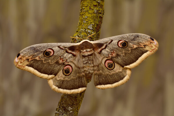 Female of Giant Peacock Moth (Saturnia pyri) on a branch