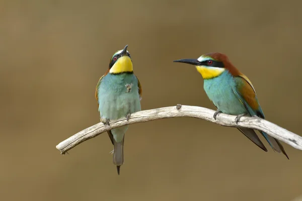 ヨーロッパハチクイ (Merops Apiaster) 屋外 — ストック写真