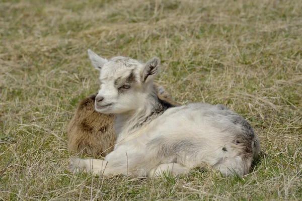 Deux chèvres mignonnes à l'extérieur — Photo