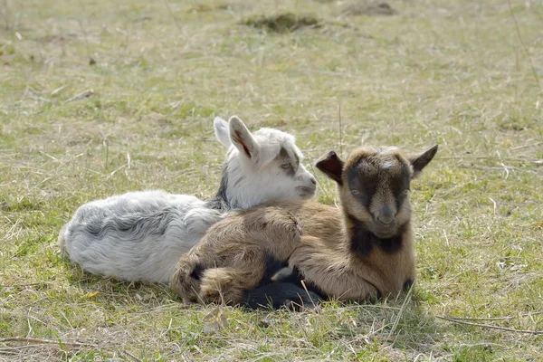 Dos lindo goatlings al aire libre — Foto de Stock