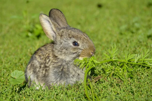 Lustiges Kaninchenbaby im Gras — Stockfoto