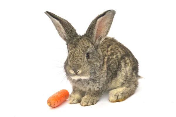 Kleines Kaninchen auf weißem Hintergrund — Stockfoto