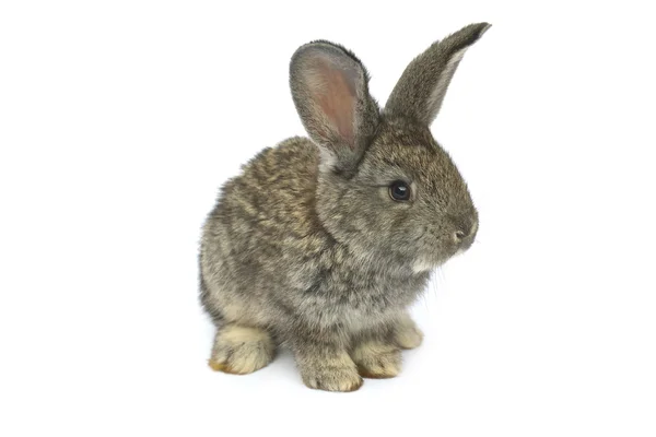 Kleines Kaninchen auf weißem Hintergrund — Stockfoto