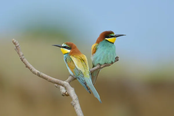 ヨーロッパハチクイ (Merops Apiaster) 屋外 — ストック写真