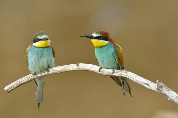 ヨーロッパハチクイ (Merops Apiaster) 屋外 — ストック写真