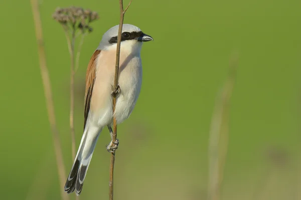 Shrike con respaldo rojo, Lanius collurio, macho soltero encaramado en la rama — Foto de Stock