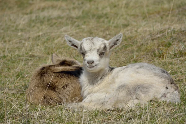Deux chèvres mignonnes à l'extérieur — Photo