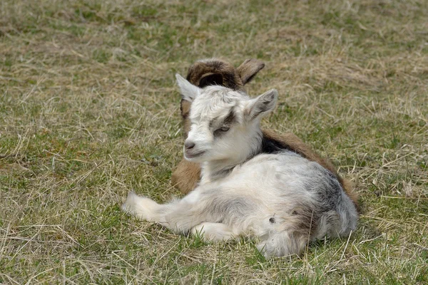 Twee schattige goatlings buitenshuis — Stockfoto