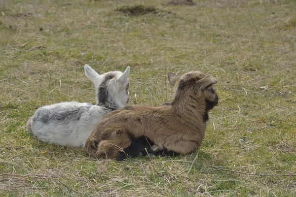 Deux chèvres mignonnes à l'extérieur — Photo