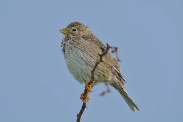 Close up Corn Bunting miliaria calandra — Stock Photo, Image