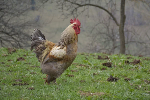 公鸡在农村的农家院 — 图库照片