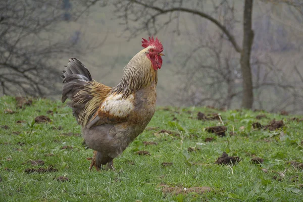 Egy vidéki Tanyasi kakas — Stock Fotó