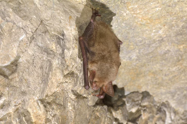 Nietoperz wielkouszny (Myotis myotis) — Zdjęcie stockowe